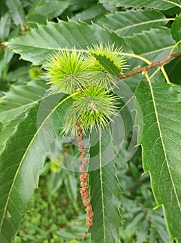 Close-up twig with green sweet chestnut fruits