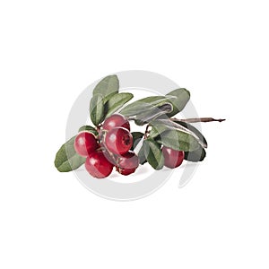 Close-up of twig of lingonberry cowberry bearberry red bilberry with ripe red berries, green leaves on white background.