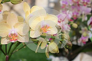Close-up twilight Angel Phalaenopsis or Moth dendrobium Orchid flower