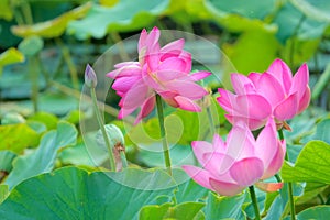 Twin lotus flowers on one stalk