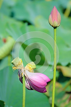 Twin lotus flowers on one stalk