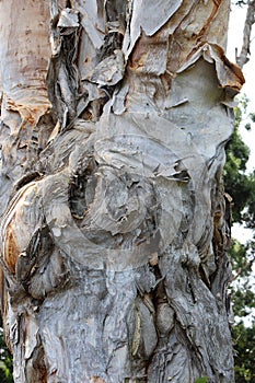 Close up of the twisted, peeling multi-colored bark of a Melaleuca leucadendron, Paperbark Tree in Haiku, Hawaii