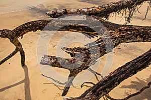 Close-up of twisted twigs buried in the sand of Paraty Mirim.