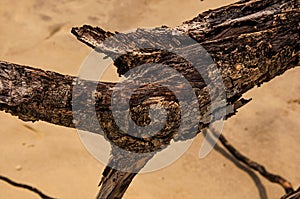 Close-up of twisted twigs buried in the sand of Paraty Mirim.