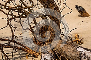 Close-up of twisted twigs buried in the sand of Paraty Mirim.