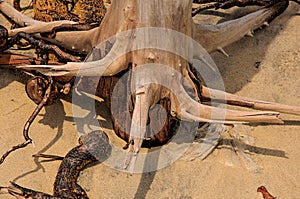Close-up of twisted twigs buried in the sand of Paraty Mirim.