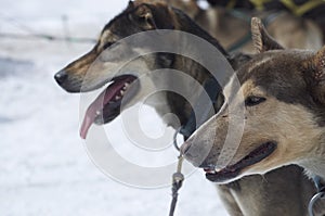 Close up of two Alaskan Huskies after dog sledding tour