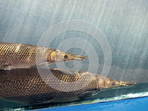 Close up Two Alligator Gar Fish is Swimming in the Aquarium