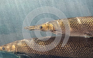 Close up Two Alligator Gar Fish is Swimming in the Aquarium