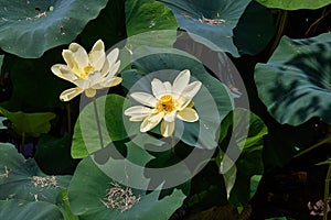 Close up of two  American Lotus flower in a sea of lilypads