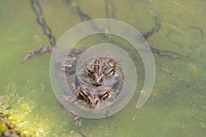 Close-up of Two American Toad