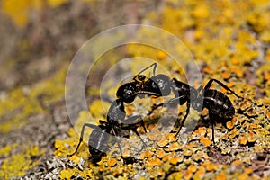 Close-up of two ants fighting on a moss-covered rock