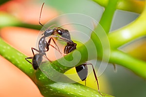 Close up of two ants fighting on a plant.