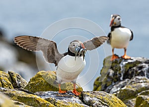 Close-up of two Atlantic puffins perched on rocks with their beaks full of fish