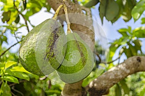 Avocado Fruit Suspended From Branch photo
