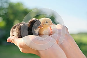 Close up of two baby chicks in woman hand. Newborn chickens