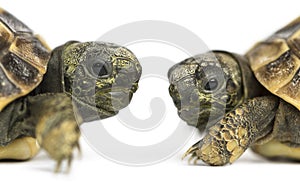 Close-up of two baby Hermann's tortoise facing each other