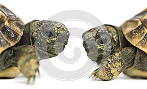 Close-up of two baby Hermann's tortoise facing each other photo