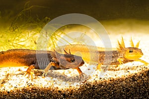 Close-up of two baby Himalayan newts or Himalayan salamanders