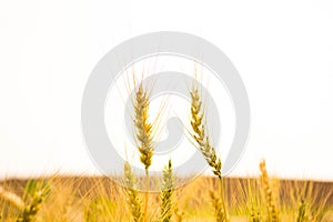 Close up two Barley farming