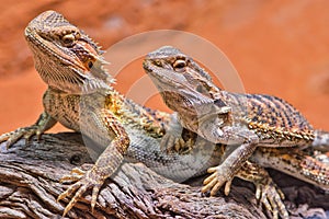 Close up of two bearded dragons (Bartagame) looking in the same direction