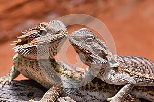 Close up of two bearded dragons (Bartagame) looking to each other