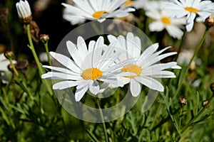 Close-up of Two Beautiful Daisies, Nature