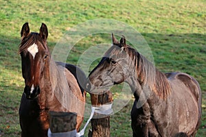 a close up of two beautiful dark colored horses on the paddock