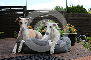 close up of two beautiful galgos are lying in the bed on the terrace in the sunshine photo