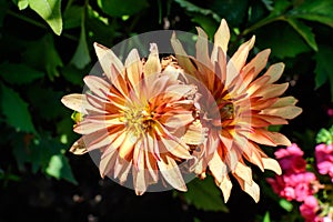 Close up of two beautiful large vivid orange dahlia flowers in full bloom on blurred green background, photographed with soft