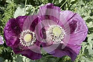 Close up of two beautiful purple poppies