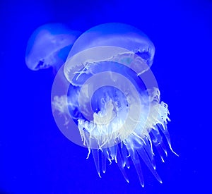 close up of two beautiful transparent jellyfish swimming in the seawater of an aquarium on a blue background. Square picture photo