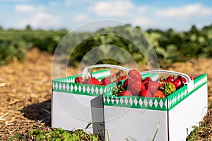 Close-up two big cardboard bio paper box basket with fresh ripe red tasty strawberries against countryside fruit