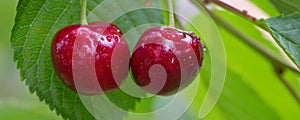 Close up on two big Cherries hanging on a tree branch.