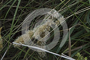 close-up: two big dry spikes on green grass in the lane