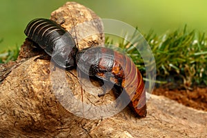 Close-up two big madagascar hissing cockroaches on the snag  on green background