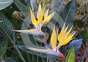 Close up of the two `Birds of Paradise` plant