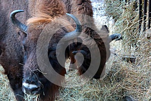 Close-up of two bison eating hay.