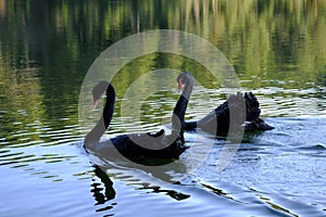 Close-up Two black swans swimming in green water. Love couple of black swans. Beautiful wildlife concept.