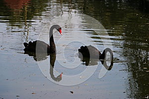 close up of two black swans are swimming on a lake and one of them has dipped its head in the water