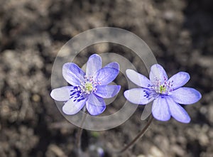 Close up two blooming blue liverwort or kidneywort flower Anemone hepatica or Hepatica nobilis on dirt background photo