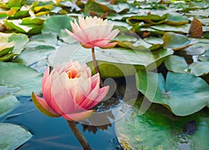 Close up of two blooming coral pink color water lilies on the pond. Natural background with blossoming waterlily, lotus flowers on