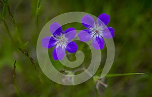 Close-up of two blue blooming flowers of Geranium sylvaticum