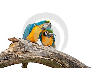 Close up Two Blue and Gold Macaw Perched on Branch Isolated on White Background with Clipping Path