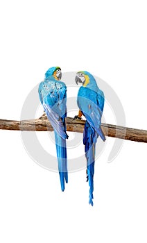 Close up Two Blue and Gold Macaws Perched on Branch Isolated on White Background with Clipping Path