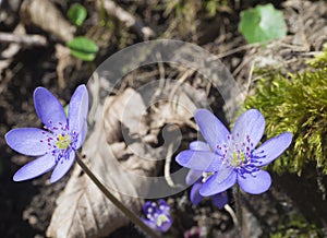 Close up two blue liverwort or kidneywort flower Anemone hepati photo