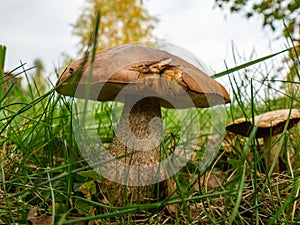 Close up of two boletus in the natural environment. Fall time.