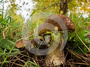 Close up of two boletus in the natural environment. Fall time.