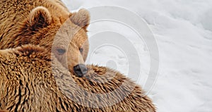 Close-up of two brown bears snuggling and lying in the snow.