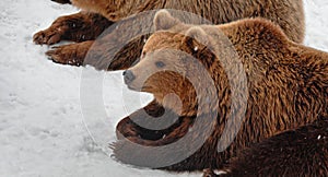 Close-up of two brown bears snuggling and lying in the snow.